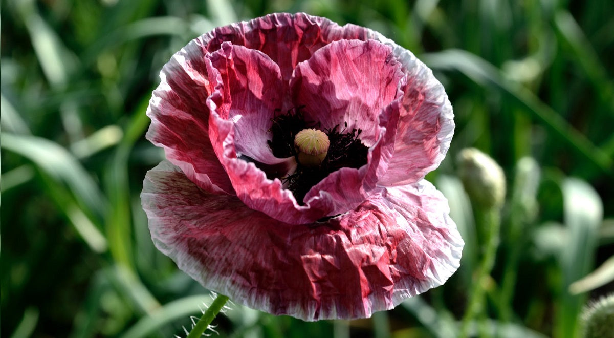 Plants vs. Chemicals – Natural is not always better