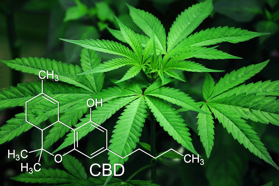 CBD Oil – Why it is good for you
