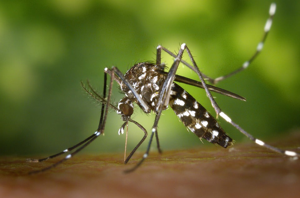 10 Things you did not know about mosquitoes and Malaria
